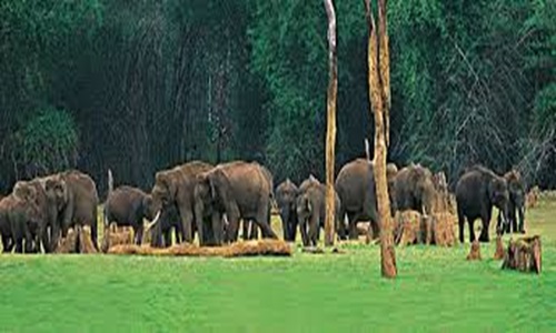 Day 1 : Arrival at Kottayam & Transfer to Thekkady