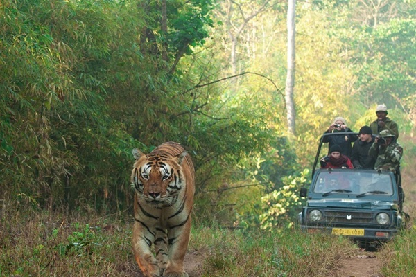 Day 3:Kanha National Park   with Jubgle Safari 