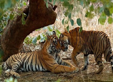 Day 14 : Bundi | Ranthambore { 140 Kms & 4 Hrs }