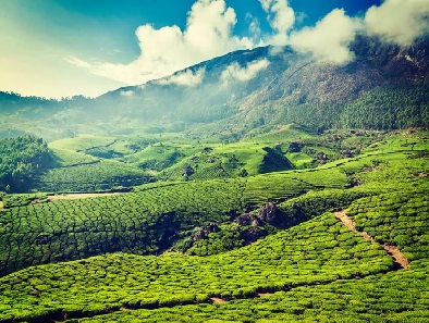 Day  05 :  Kumarakom | Munnar {150 Kms & 5 Hrs}