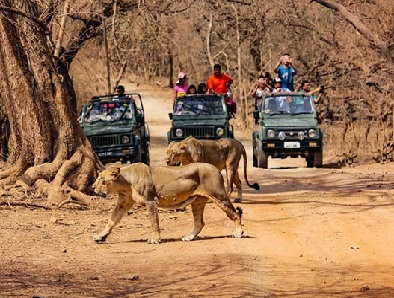 Day 11 : Gondal � Sasan Gir � Tribal Village { 116 Kms & 2.1/2 Hrs}