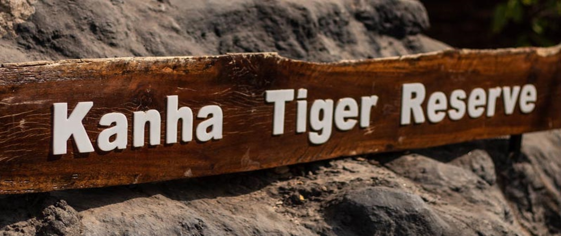 Kanha National Park In India 